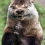 EVIL ASS OTTER