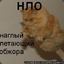 Даже ТВОЙ кот