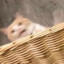 申不论黄