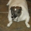 BigDoggo