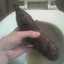 Turd in my Hands