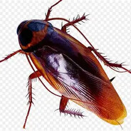 性感母蟑螂舔男大玉足