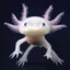 axolotl_71