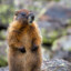 Ground Marmot Supreme