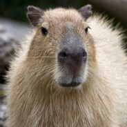 Капибара Акабиру