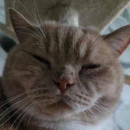 skrzydełka wieprzowe