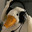 DEAL_DUCK
