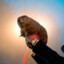 MARMOTA MARMOTINHA MARMOTÃO