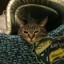 PreshusKitty