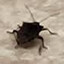 Gregor Samsa