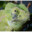 Chameleon