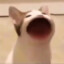 大黄