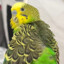 Budgie