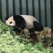 梦想是去冈仁波齐.