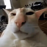 guh cat gaming