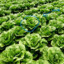 Lettuce
