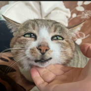 球刀房主乔布斯