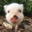 Mini Pig