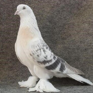 PAÇALI
