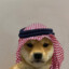 Arab Dog