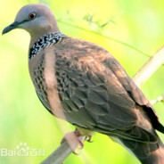 珠颈斑鸠abc