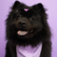 ChowChow Corinthiano