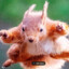 flyingszquirrel