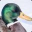 Wildduck