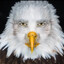 Marvin Beak