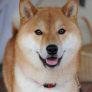 kind shiba