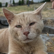 Cheddar Jenson