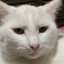 ChonkersDoggo