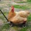Chicken In A Wagon