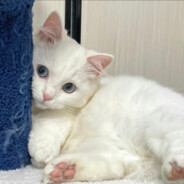 夜貓貓不想上班OuO