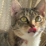 ﾂZullUs25INEurytumﾂ