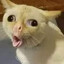 Pudgini