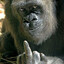 .silverback