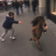 cavalo Steam avatar