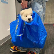 满山猴子我腚最红