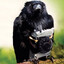 Brother Crow