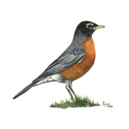 Κοκκινολαίμης!