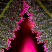 Avatar snapshot