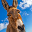 Freedomdonkey