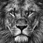 the lion