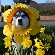 求求你了让我天胡