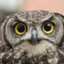 Сова #ЙОУ
