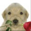 el perro romántico
