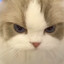chonky cat
