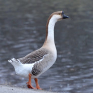 Swan Goose