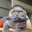 cool galaxy cat